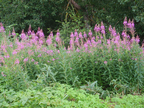 Fireweed.